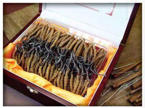 蒙自冬虫夏草回收